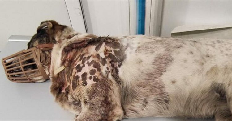 Πήλιο: Πυροβόλησε και σκότωσε αδέσποτο σκύλο