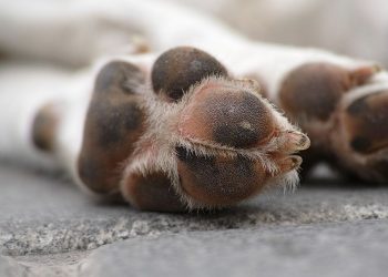 Χώρισαν και εκείνος έριξε φόλα στον σκύλο της