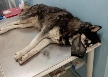 Τα κανάλια προσπέρασαν τα αρρωστημένα βασανιστήρια και τον θάνατο του Όλιβερ αντί να ξεσηκώσουν τον κόσμο για να βρεθεί ο υπάνθρωπος δράστης