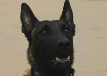 Μεσολόγγι: Βραβεία θα απονείμει η Ελληνική Φιλοζωϊκή Εταιρεία στον σκύλο και τον εκπαιδευτή του που εντόπισαν τη σορό