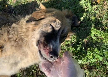 Μέγαρα: Άγριος θάνατος για αδέσποτο σκυλί