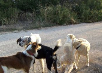 Χανιά: Συνελήφθη 58χρονη που είχε 77 γάτες και 10 σκύλους σε άθλιες συνθήκες – Πρόστιμο 199.000 ευρώ