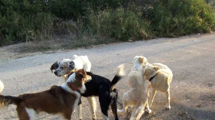 Χανιά: Συνελήφθη 58χρονη που είχε 77 γάτες και 10 σκύλους σε άθλιες συνθήκες – Πρόστιμο 199.000 ευρώ