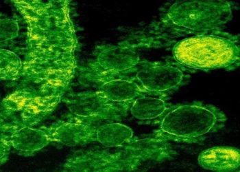 Οβελίσκοι: Αποτελούν το 10% του ανθρώπινου μικροβιώματος και οι επιστήμονες μόλις τους ανακάλυψαν