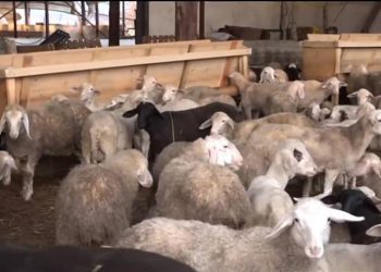 Κακοκαιρία στην Πιερία: Πάνω από 300 ζώα πνίγηκαν μέσα σε στάβλο