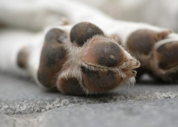 Κτηνωδία στα Ιωάννινα: Έδεσε σκύλο στο αγροτικό και τον έσερνε στον δρόμο