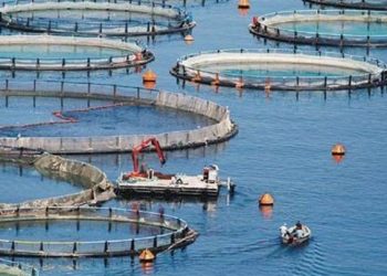 Ηγέτιδα στις διεθνείς αγορές η ελληνική ιχθυοκαλλιέργεια