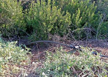 Ρέθυμνο: Drones εντόπισαν φυτείες δενδρυλλίων κάνναβης