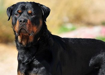 Σέρρες: Σκύλος επιτέθηκε και τραυμάτισε 7χρονο