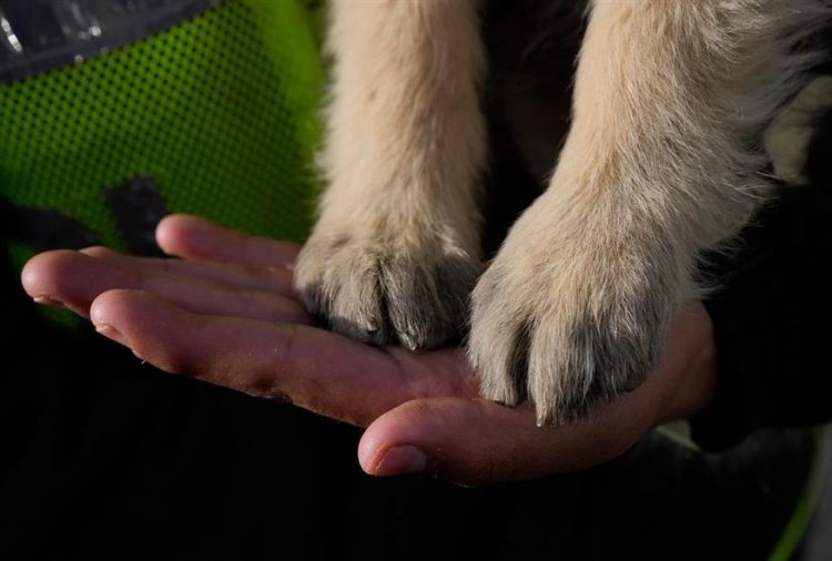 Θεσσαλονίκη: Ιδιοκτήτρια e-shop πουλούσε όπλα για αναισθητοποίηση ζώων