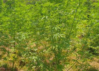 Κοζάνη: Εντοπίστηκε φυτεία με 958 δενδρύλλια κάνναβης