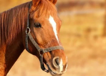 Δέλτα Έβρου: Νεκρά άγρια άλογα λόγω λειψυδρίας – Αυτοσχέδιες ποτίστρες από πολίτες για να διασώσουν τα υπόλοιπα