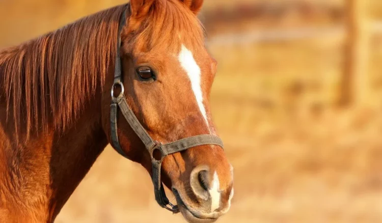 Δέλτα Έβρου: Νεκρά άγρια άλογα λόγω λειψυδρίας – Αυτοσχέδιες ποτίστρες από πολίτες για να διασώσουν τα υπόλοιπα