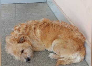 Ο Χάτσικο των Τρικάλων: Σκύλος περιμένει έξω από το νοσοκομείο τον ιδιοκτήτη του που έχει πεθάνει