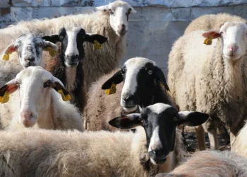 Πανώλη στα αιγοπρόβατα: Συναγερμός και στην Κορινθία – Σχεδόν 1.500 ζώα προς ταφή