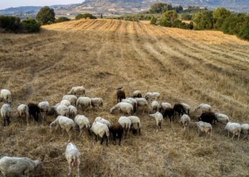 Πλεύση Ελευθερίας: Να πάρει μέτρα η κυβέρνηση για την εξάλειψη της πανώλης και να αποζημιώσει τους πληγέντες κτηνοτρόφους στο 100% της ζημιάς