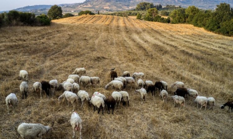 Πλεύση Ελευθερίας: Να πάρει μέτρα η κυβέρνηση για την εξάλειψη της πανώλης και να αποζημιώσει τους πληγέντες κτηνοτρόφους στο 100% της ζημιάς