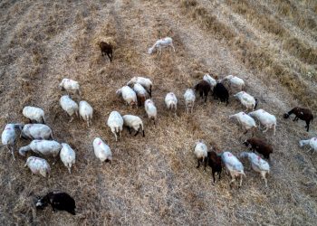 Συναγερμός στις ΠΕ Λάρισας και Τρικάλων από τις εστίες της πανώλης των αιγοπροβάτων – Έκτακτα μέτρα