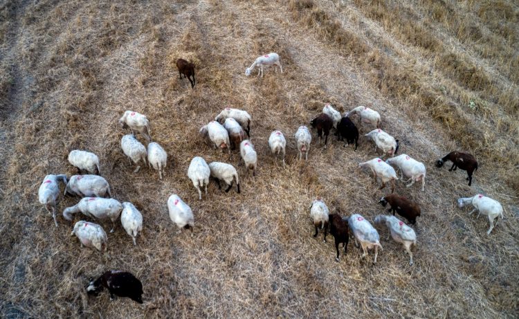 Συναγερμός στις ΠΕ Λάρισας και Τρικάλων από τις εστίες της πανώλης των αιγοπροβάτων – Έκτακτα μέτρα