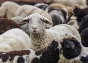 Εστίες πανώλης στην Θεσσαλία: Ξεκίνησαν σήμερα οι έλεγχοι των κτηνιάτρων