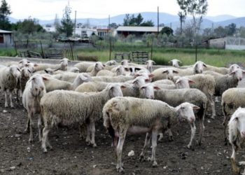 Την άμεση οικονομική στήριξη των κτηνοτρόφων που επλήγησαν από την πανώλη ζήτησε η Πλεύση Ελευθερίας μέσω του Σωκράτη Αλειφτήρα