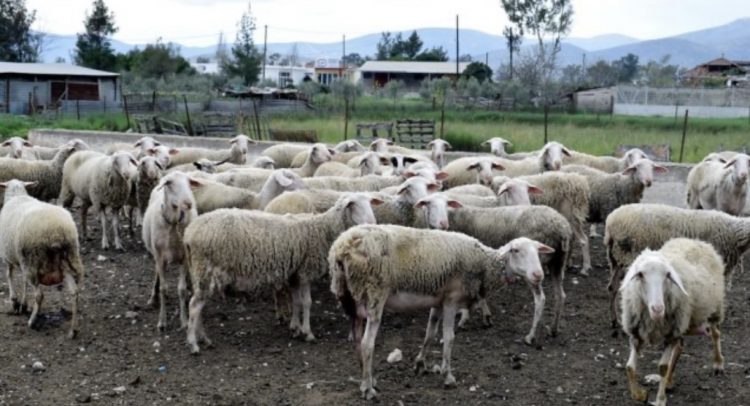 Την άμεση οικονομική στήριξη των κτηνοτρόφων που επλήγησαν από την πανώλη ζήτησε η Πλεύση Ελευθερίας μέσω του Σωκράτη Αλειφτήρα