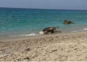 Λευκάδα: Νεκρές αγελάδες ξεβράστηκαν σε παραλίες