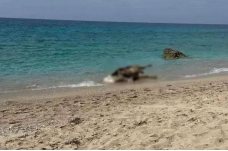 Λευκάδα: Νεκρές αγελάδες ξεβράστηκαν σε παραλίες