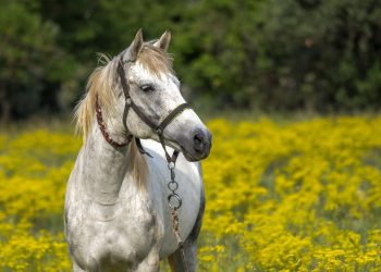 Σαντορίνη: Αδιανόητη κτηνωδία – Έδεσαν άλογο και το άφησαν να πεθάνει από τη δίψα