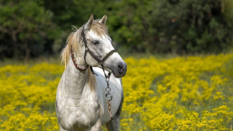Σαντορίνη: Αδιανόητη κτηνωδία – Έδεσαν άλογο και το άφησαν να πεθάνει από τη δίψα
