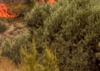 Συνελήφθησαν δύο Ιταλοί για φωτιά σε παραλία στους Αντίπαξους