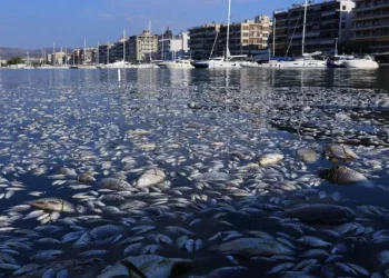 Το λιμάνι του Βόλου γέμισε με χιλιάδες νεκρά ψάρια – Αποκρουστικές εικόνες