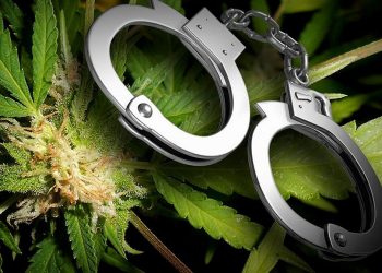 Θεσσαλονίκη: Χειροπέδες σε άνδρα που καλλιεργούσε στην αυλή του δενδρύλλια κάνναβης