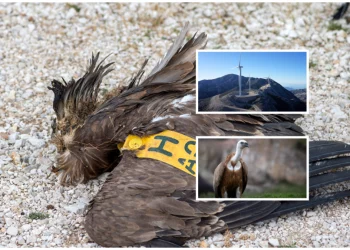 Εικόνες – σοκ: Ανεμογεννήτρια αποκεφάλισε γύπα στα Ακαρνανικά Όρη – Οργή από την Ορνιθολογική Εταιρεία