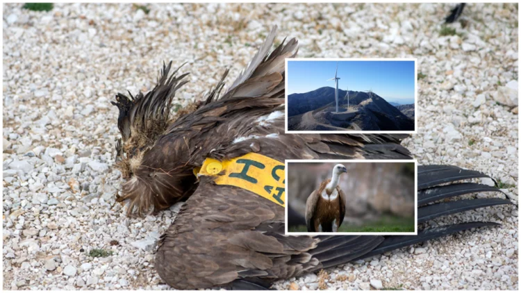 Εικόνες – σοκ: Ανεμογεννήτρια αποκεφάλισε γύπα στα Ακαρνανικά Όρη – Οργή από την Ορνιθολογική Εταιρεία