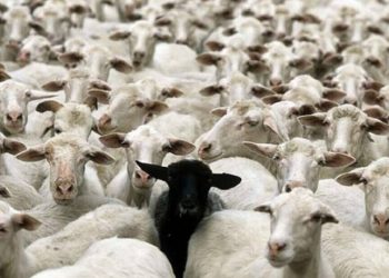 Θανατώνονται αιγοπρόβατα στη μονάδα με το κρούσμα ευλογιάς