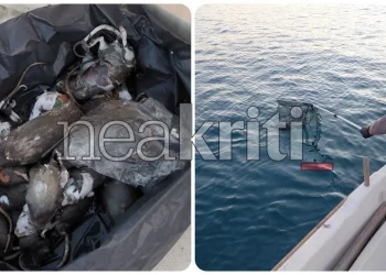 Αδιανόητο: Γέμισε με νεκρά ποντίκια το λιμάνι του Ηρακλείου! – Δείτε εικόνες