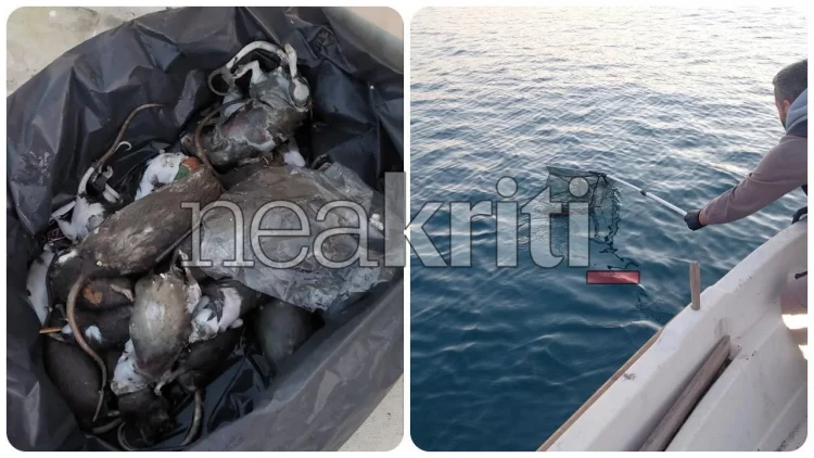 Αδιανόητο: Γέμισε με νεκρά ποντίκια το λιμάνι του Ηρακλείου! – Δείτε εικόνες