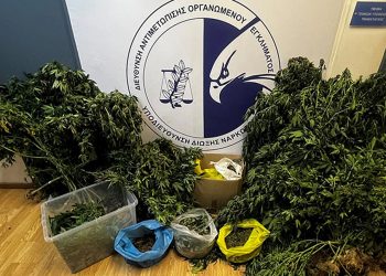 Καλύβια: Σύλληψη μέλους συμμορίας που καλλιεργούσε υδροπονική κάνναβη – Κατασχέθηκε ποσότητα ενός κιλού