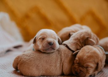 Απίστευτη κτηνωδία στην Εύβοια – Έκαψαν κουτάβια σε κάδο (Video)