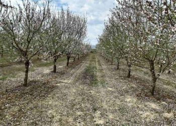 Σε απόγνωση οι αγρότες στα Κανάλια – Ο παγετός «χτύπησε» αλύπητα τους αμυγδαλοπαραγωγούς