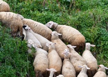 ΕΛΓΑ: Παράταση στην προθεσμία πληρωμής της ειδικής ασφαλιστικής εισφοράς – Η νέα ημερομηνία