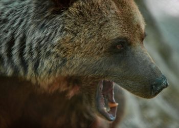 Με το κινητό του κατέγραψε τον θάνατό του ο ορειβάτης στη Δράμα – Συγκλονίζει το βίντεο