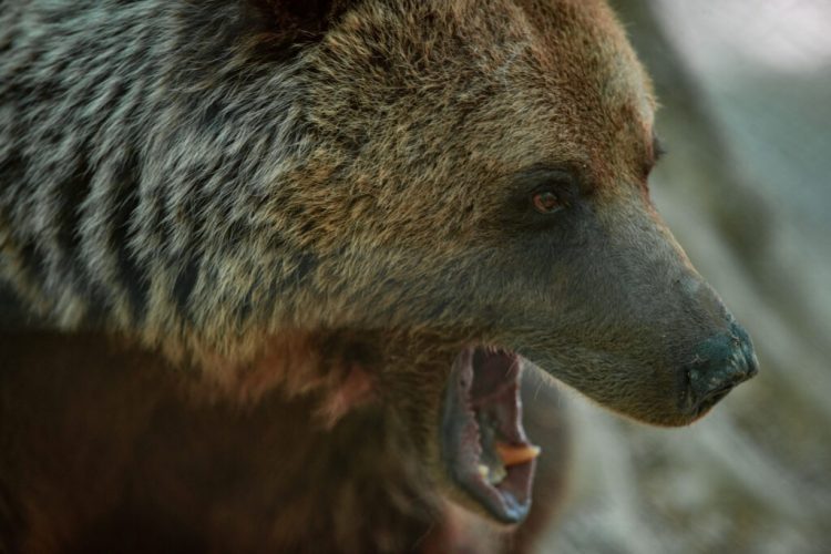 Με το κινητό του κατέγραψε τον θάνατό του ο ορειβάτης στη Δράμα – Συγκλονίζει το βίντεο