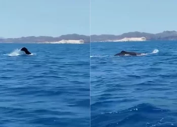 Ψαράς εντόπισε φάλαινα φυσητήρα ανάμεσα σε Σίφνο και Κίμωλο