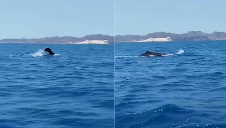 Ψαράς εντόπισε φάλαινα φυσητήρα ανάμεσα σε Σίφνο και Κίμωλο