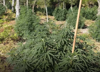 Εξαρθρώθηκε συμμορία που καλλιεργούσε και διακινούσε κάνναβη – Πάνω από 2 εκατ. ευρώ τα κέρδη
