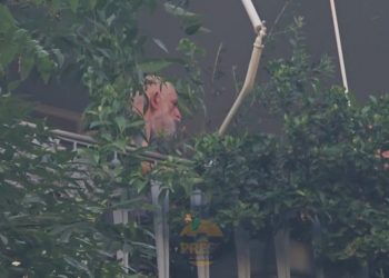 Γειτόνισσα ειδοποίησε τον Φιλιππίδη για τη φωτιά – Κοιμόταν στο σαλόνι του σπιτιού του που τυλίχθηκε στις φλόγες