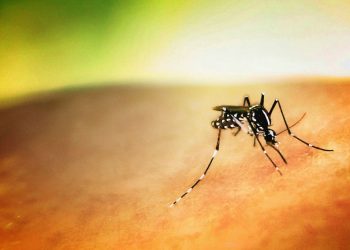 Ιός Δυτικού Νείλου: Τέσσερα κρούσματα στην Αττική – Πώς μεταδίδεται