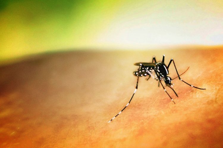 Ιός Δυτικού Νείλου: Τέσσερα κρούσματα στην Αττική – Πώς μεταδίδεται